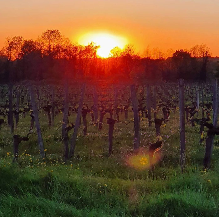 couché de soleil sur les vignes en gironde